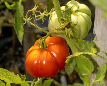 Giant Garden Paste Hybrid Tomato Seeds